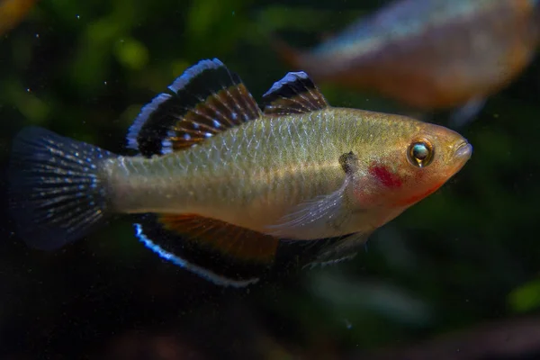 호주와 뉴기니의 Hypseleotris 압축기 아름다운 — 스톡 사진