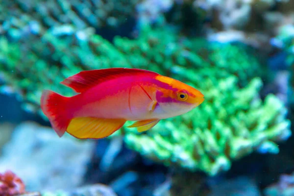 Płomień Wrasse Cirrhilabrus Jordani Endemiczny Wrasse Gatunki Wysp Hawajskich — Zdjęcie stockowe