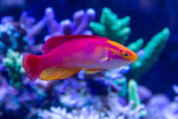 Flammenlippfisch Cirrhilabrus Jordani Endemische Lippfischarten Der Hawaiianischen Inseln — Stockfoto