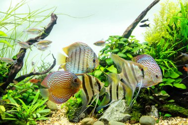 Büyük Ekili Akvaryumda Angelfish ve Discus'un Okullanması