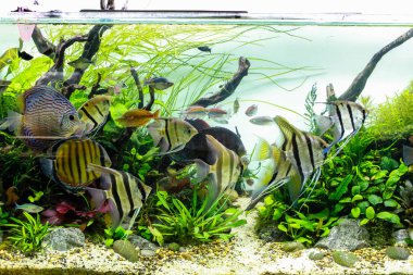 Büyük Ekili Akvaryumda Angelfish ve Discus'un Okullanması