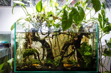Biyotop tankında yaşayan tropikal balıklar ortaya çıkar ve bitkilerin batırılır