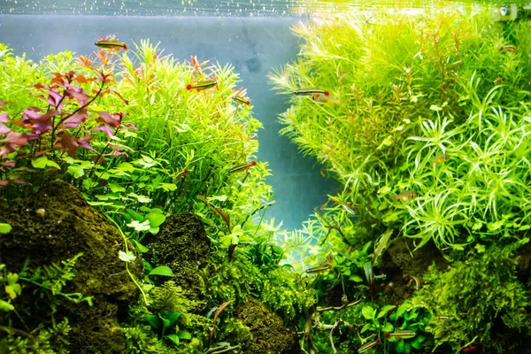 Acuario Plantado Con Peces Tropicales Los Peces Tropicales Viven Felicidad —  Fotos de Stock