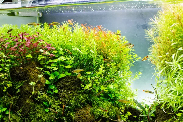 Aquarium Planté Avec Poissons Tropicaux Poissons Tropicaux Vit Bonheur Dans — Photo