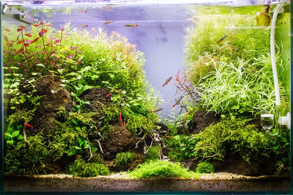 Réservoir Aquarium Disposition Des Plantes Aquatiques Avec Des Ménés Nuageux — Photo