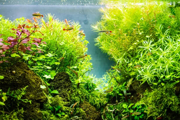 Bepflanztes Aquarium Mit Tropischen Fischen Tropische Fische Leben Glücklich Bepflanztem Stockbild