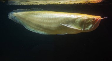 Albino Gümüş arowana (Osteoglossum bisiroz) Inbreeding gelen Leucistic arowana