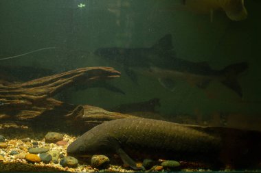 Avustralya Lungfish veya Queensland lungfish (Neoceratodus forsteri) yaşayan bir fosil