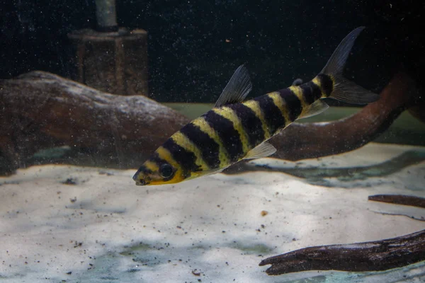 Banded Leporinus Leporinus Fasciatus Beautiful Ornamental Fish South America — Stock Photo, Image