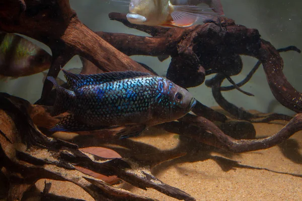 시클리드 로시오 옥토파시아타 중미의 아름다운 물고기 — 스톡 사진