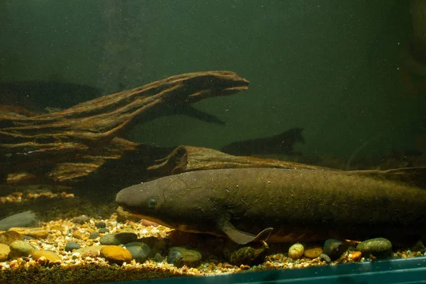 Australian Lungfish Queensland Lungfish Neoceratodus Forsteri Living Fossil — Stock Photo, Image