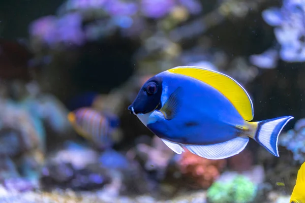 Práškový Modrý Tang Acanthurus Leucosternon Plavání Nádrži Korálových Útesů — Stock fotografie