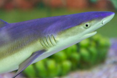 Blacktip resif köpekbalığı başının yakın çekim (Carcharhinus melanopterus)