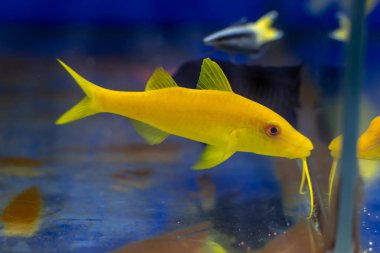 Sarı keçi balığı (Parupeneus cyclostoma) yiyecek bir şeye yüzüyor