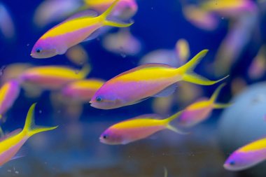 Carberryi Anthias Okulu (Nemanthias carberryi)