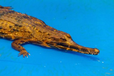 Alt yetişkin False gharial (Tomistoma schlegelii)