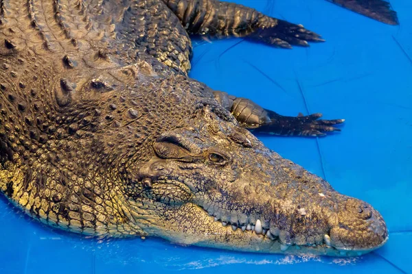 Närbild Saltvattenkrokodil Crocodylus Porosus — Stockfoto