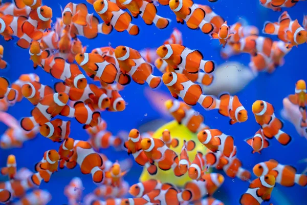 Schooling Captive Bred Ocellaris Clownfish Amphiprion Ocellaris — Stock Photo, Image