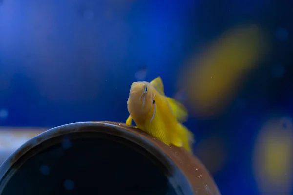 Limão Coralgoby Palhaço Gobiodon Citrinus Peixe Comum Dentro Dos Recifes — Fotografia de Stock