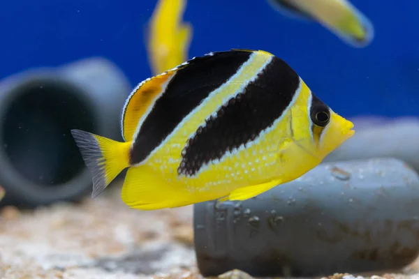 Mitratus Butterflyfish Znany Jako Motyl Czarny Żółty Lub Motyl Indyjski — Zdjęcie stockowe