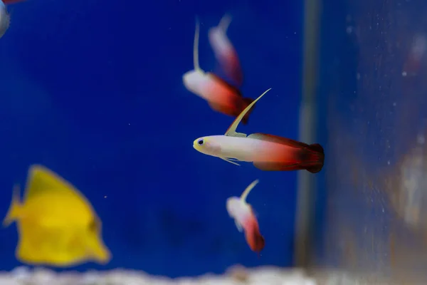 Firefish Nemateleotris Magnifica Pequeno Belo Peixe Marinho Ornamental — Fotografia de Stock