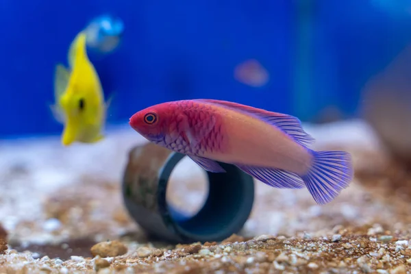 Roter Samtlippfisch Cirrhilabrus Rubrisquamis Stammt Von Den Malediven — Stockfoto