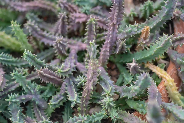 Huernia Confusa Succulent Plant — Stock Photo, Image