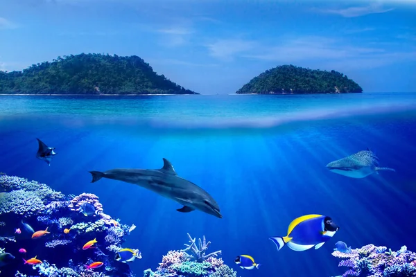 Pozadí Ostrovů Podmořských Korálových Útesů Tropickým Mořským Rybím Delfínem Žralokem — Stock fotografie