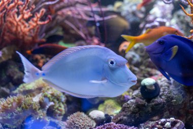 Bluespine Unicorn Tang (Naso unicornis) Pasifik ve Hint okyanuslarından garip balıklar.