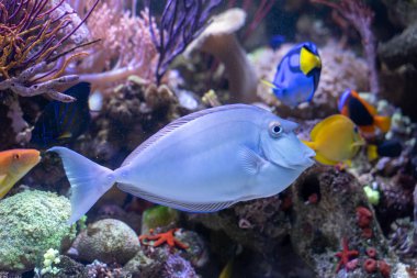 Bluespine Unicorn Tang (Naso unicornis) Pasifik ve Hint okyanuslarından garip balıklar.
