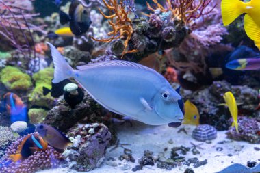 Bluespine Unicorn Tang (Naso unicornis) Pasifik ve Hint okyanuslarından garip balıklar.