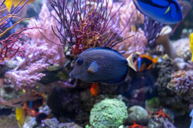 Resif tankında Gem tang (Zebrasoma mücevheri)