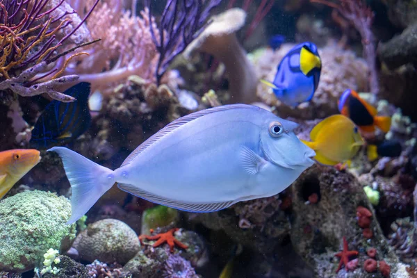 Bluespine Unicorn Tang Naso Unicornis Strange Fish Pacific Indian Ocean — Stock Photo, Image