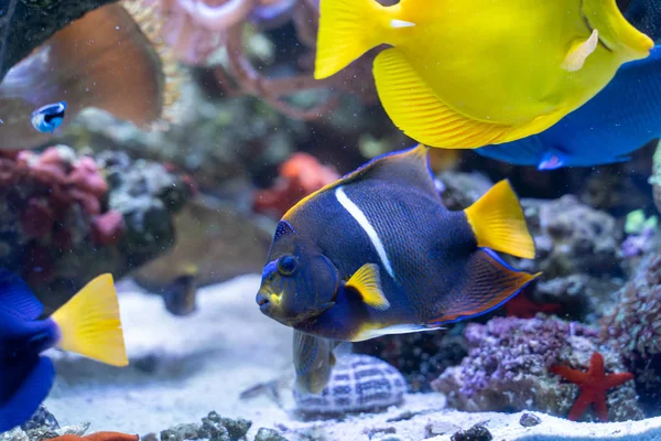 Passer Angelfish Holacanthus Passer King Angelfish Nageant Dans Aquarium Récifal — Photo