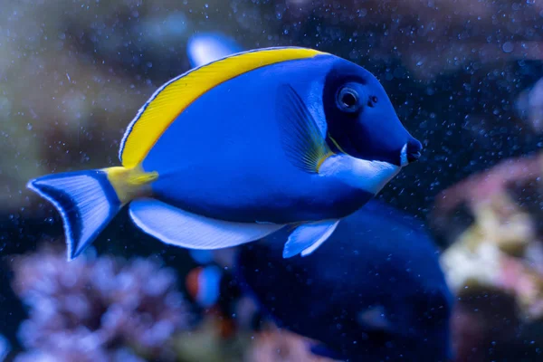 Poeder Blauw Tang Acanthurus Leucosternon Zwemmen Coral Reef Tank — Stockfoto