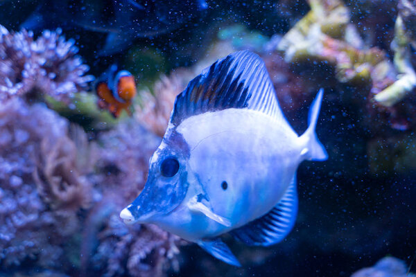 Белая аберрант scopas tang (Zebrasoma scopas) очень редкая морская рыба
