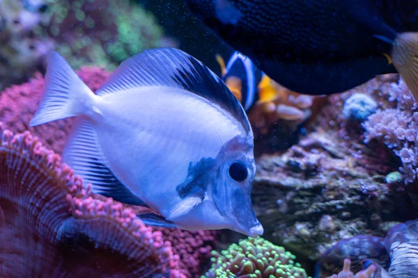 White Aberrant Scopas Tang Zebrasoma Scopas Very Rare Marine Fish — Stock Photo, Image