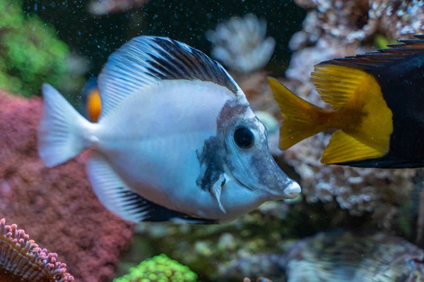 비늘돔 Tang Zebrasoma Scopas 물고기 — 스톡 사진