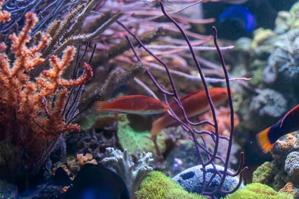 Ruby Finned Fairy Wrasse Cirrhilabrus Rubripinnis Reef Tank — Stock Photo, Image