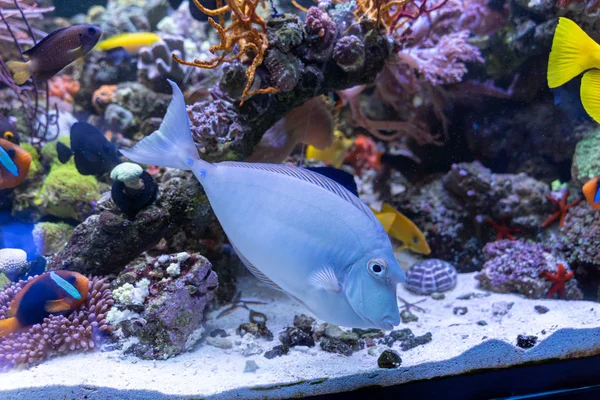 Bluespine Unicorn Tang Naso Unicornis Strani Pesci Del Pacifico Dell — Foto Stock