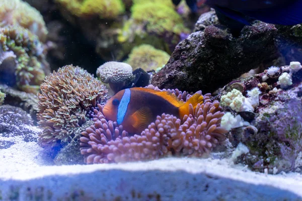 Peixe Palhaço Tomate Amphiprion Frenatus Guardando Sua Anêmona Tapete — Fotografia de Stock