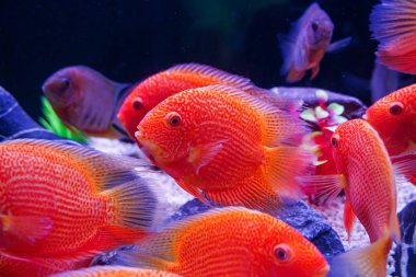 Akvaryumda yüzen Güzel Kırmızı Benekli Severum Grubu (Heros Efasciatus)