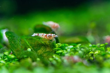 Glossostigma sahasında Yüce Kırmızı Arı Kaplan Karidesi 'nin (Caridina kantonensis) yakınında.