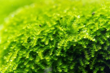 Mini inci yosunu (Vesicularia sp.) Akvaryum için dekorasyon tesisleri
