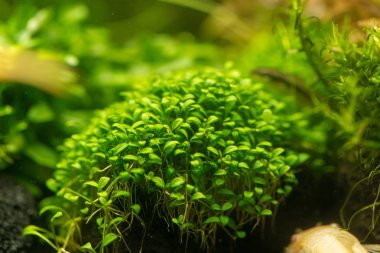 Glossostigma elatinoides 'e yakın plan için en güzel su bitkileri
