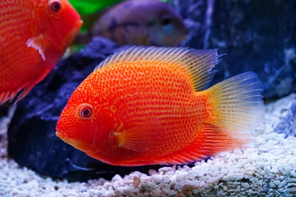 Mooie Rode Gevlekte Severum Heros Efasciatus Zwemmend Aquarium — Stockfoto