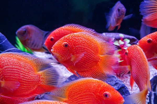 Group Beautiful Red Spotted Severum Heros Efasciatus Swimming Aquarium — Stock Photo, Image