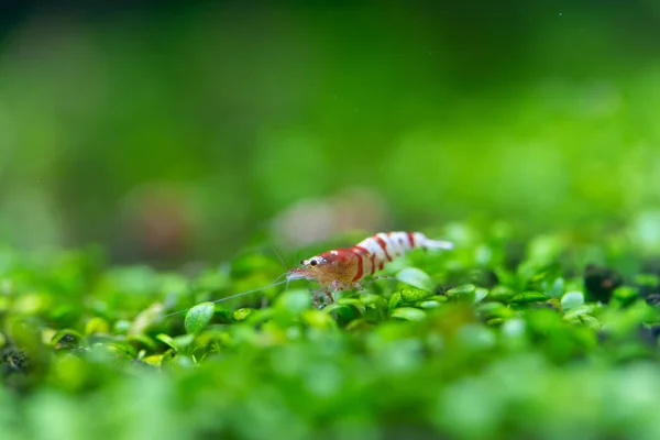 Primer Plano Del Camarón Tigre Supremo Abeja Roja Caridina Cantonensis —  Fotos de Stock