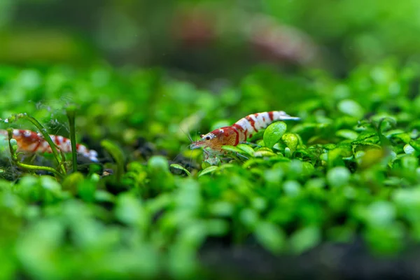 Närbild Supreme Red Bee Tiger Shrimp Caridina Cantonensis Glossostigma Fält — Stockfoto
