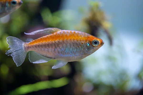 Congo Tetra Phenacogrammus Interruptus Bellissimi Pesci Ornamentali Provenienti Dai Bacini — Foto Stock